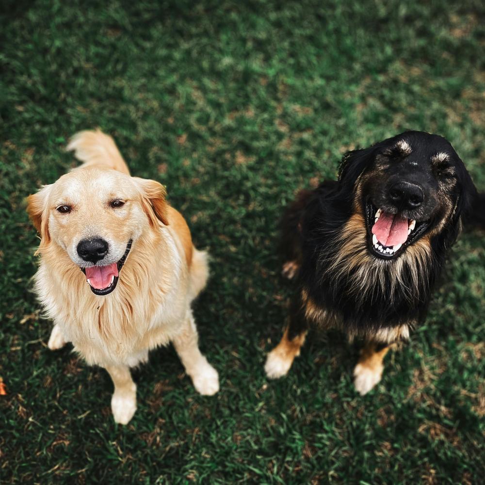 Олимпия говорит ДА ЛАПАМ 🐶