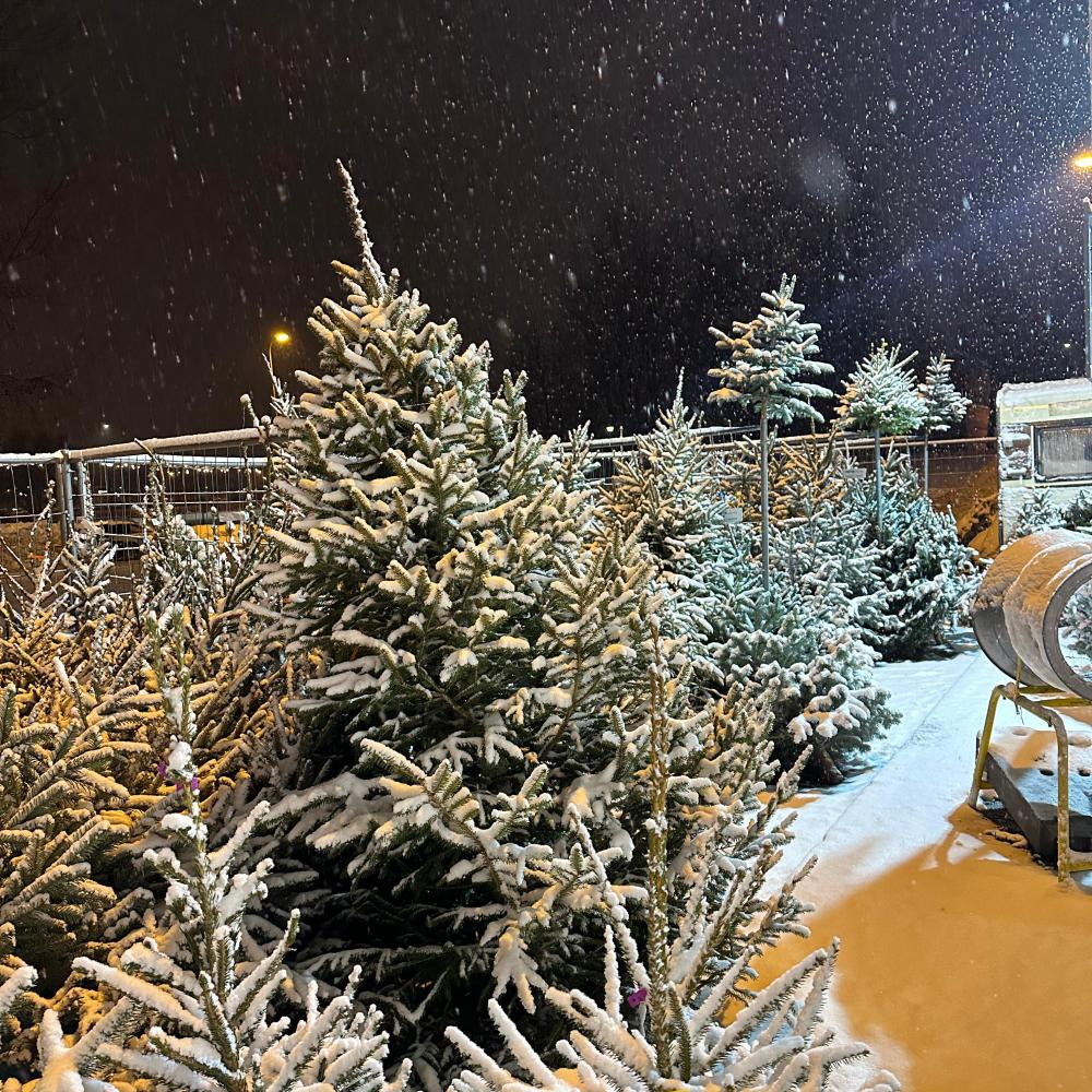 In the shopping center Olimpia, it is also possible to buy Christmas trees from the Blīdene arboretum. Working hours from 8AM to 8PM every day until December 31.